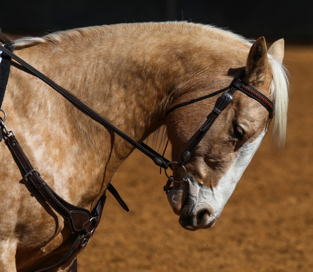Horses DT (9)